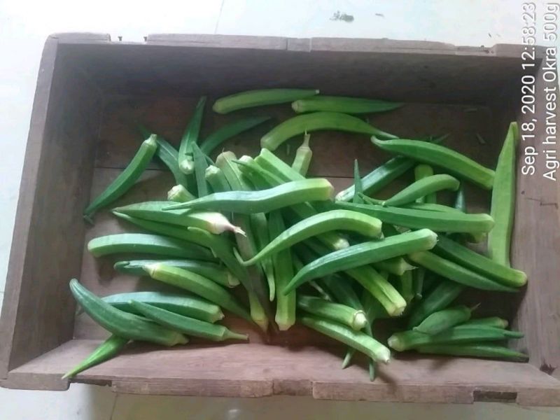 File:SSJP 119748941 1594987774013227 7862233017374396682 o.jpg