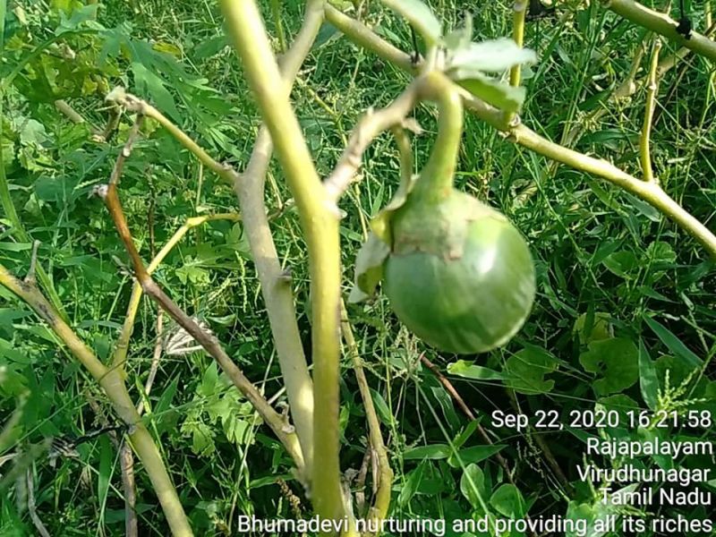 File:SSJP 119862781 1597694727075865 6252427060580729308 n.jpg