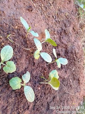 SSJP 119913985 1599264876918850 8333834612650676938 n.jpg