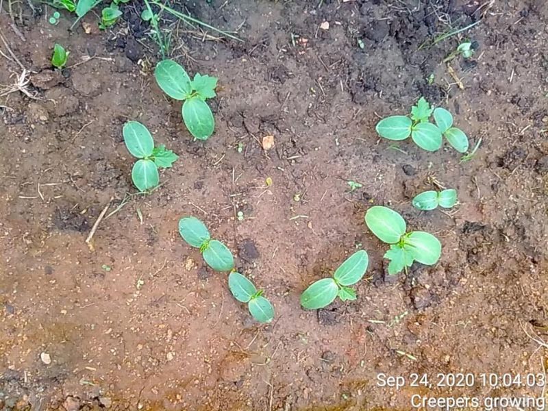 File:SSJP 120064993 1599264933585511 2873469005181610866 n.jpg