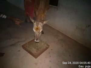 SSJP 120164870 1599044106940927 4406857675541740825 n.jpg