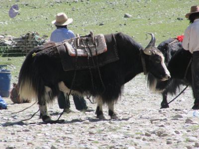 Yaks being loaded to carry loads towards Mt Kailash CMP WM.jpg